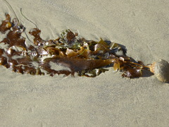 Lessoniaceae