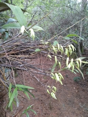 Dendrobium moniliforme