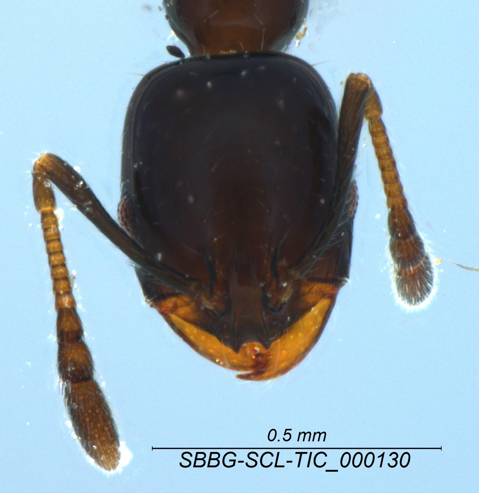 Monomorium ergatogyna