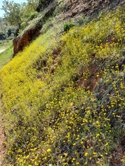 Leptosyne stillmanii