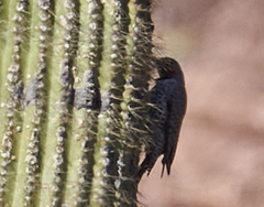 Colaptes