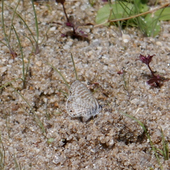 Leptotes marina