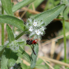 Odynerus erythrogaster