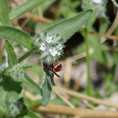 Odynerus erythrogaster