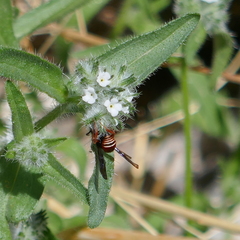 Odynerus erythrogaster