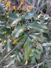 Berberis aquifolium