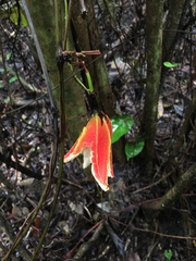 Passiflora rovirosae