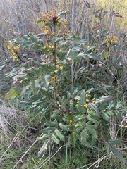 Berberis aquifolium