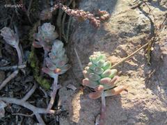 Sedum pacense