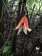 Passiflora rovirosae