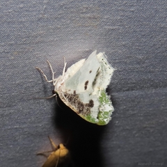 Eucyclodes picturata