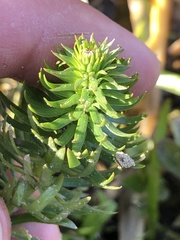 Hippuris vulgaris