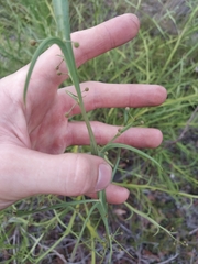 Alatae