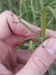Alatae