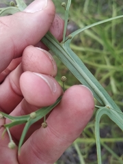 Alatae