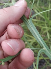 Alatae