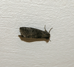 Ochropacha duplaris