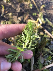 Hippuris vulgaris