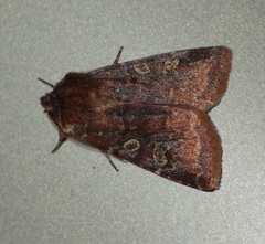 Cerastis leucographa