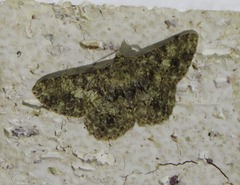 Racotis maculata