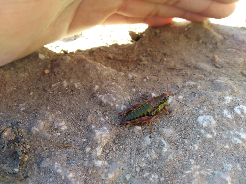 Conophyma from 中国陕西省西安市周至县 on October 20, 2015 at 0832 AM by