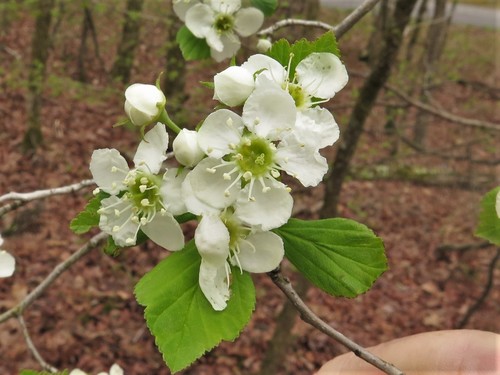 Dotted Hawthorn (Crataegus collina)