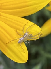 Oxyopes salticus