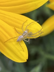 Oxyopes salticus