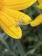 Oxyopes salticus