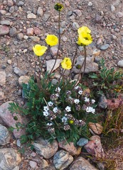 Papaver radicatum