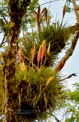 Tillandsia lampropoda