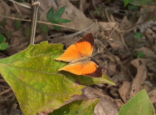 Common Yamfly photo 5
