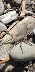 Pardosa steva