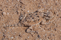 Phrynosoma goodei
