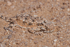 Phrynosoma goodei