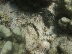 Canthigaster punctatissima