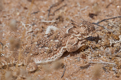 Phrynosoma goodei