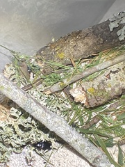 Syntomus americanus