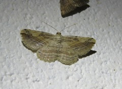 Syneora lithina