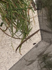 Syntomus americanus