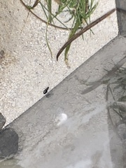 Syntomus americanus