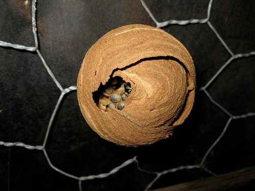 Common European Yellowjacket photo 3
