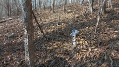 Ibervillea hypoleuca