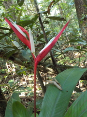 Heliconia acuminata