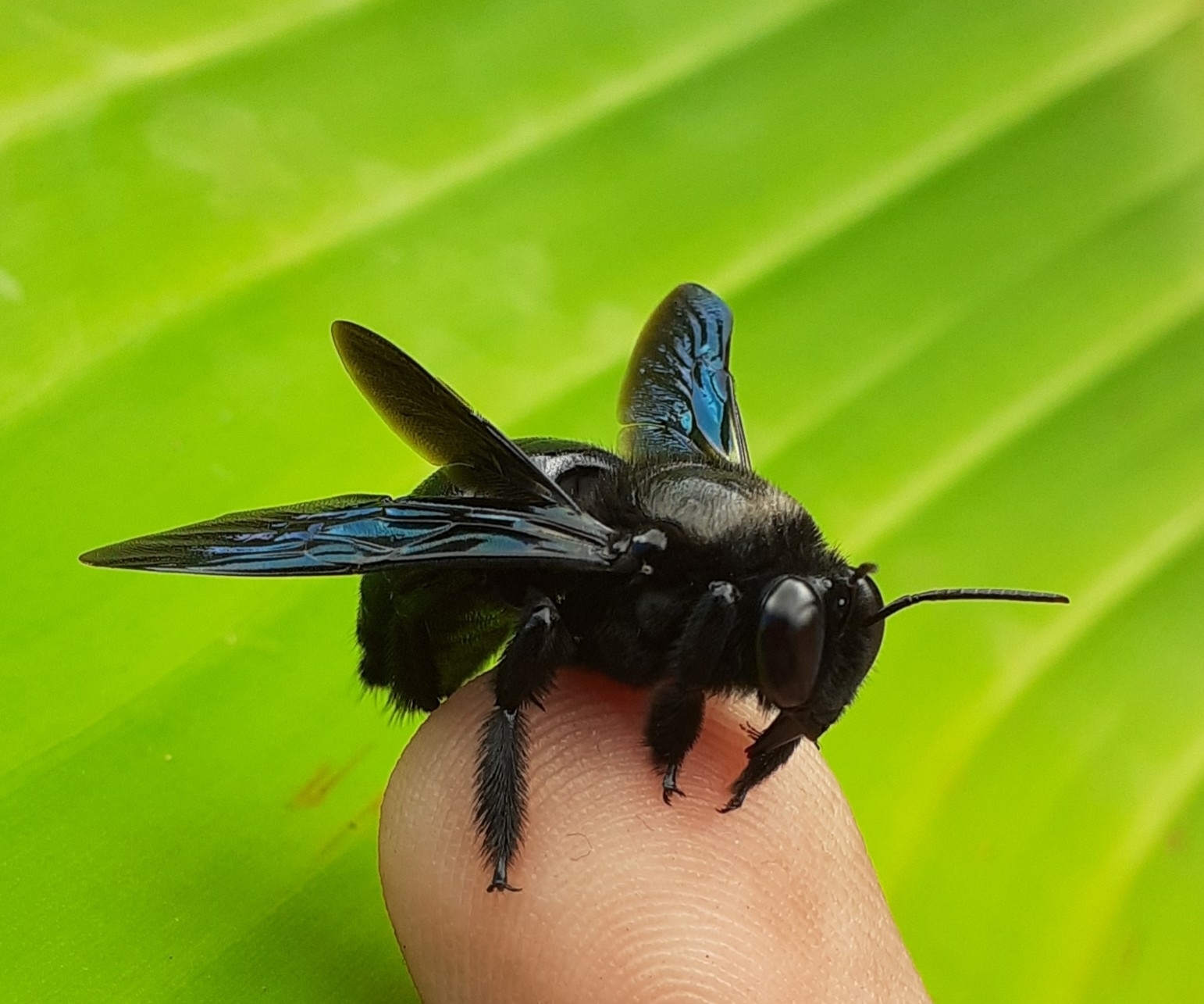 Windowed Carpenter (Xylocopa fenestrata) · iNaturalist