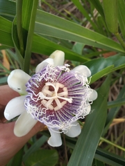 Passiflora nitida