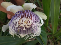 Passiflora nitida