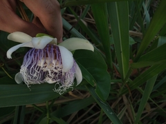 Passiflora nitida