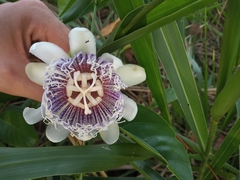 Passiflora nitida