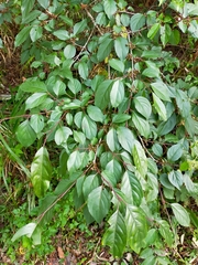 Rhamnus nakaharai